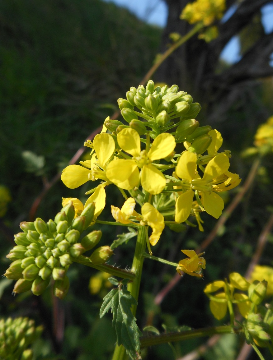 Sinapis alba L. subsp. mairei (H. Lindb.) Maire